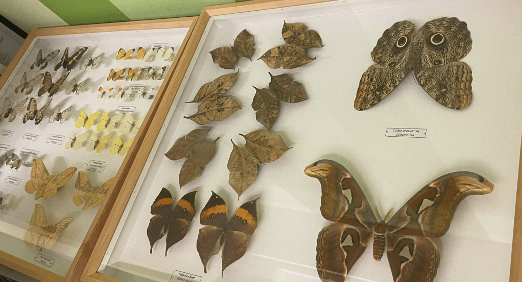 Exploring the World on Butterfly&nbsp;Wings