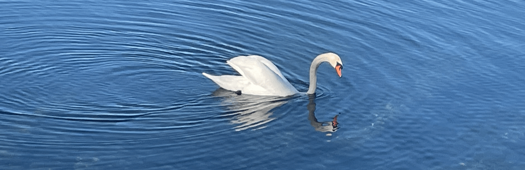 Verzicht oder nicht?