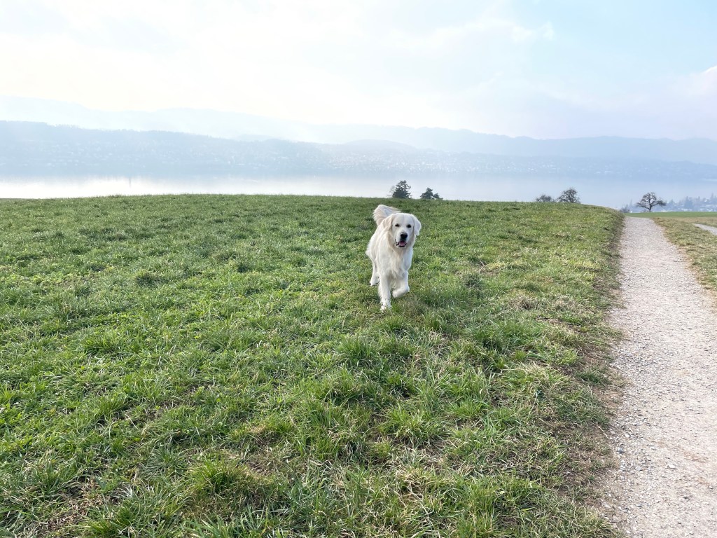 Off the leash: Meilen to&nbsp;Erlenbach